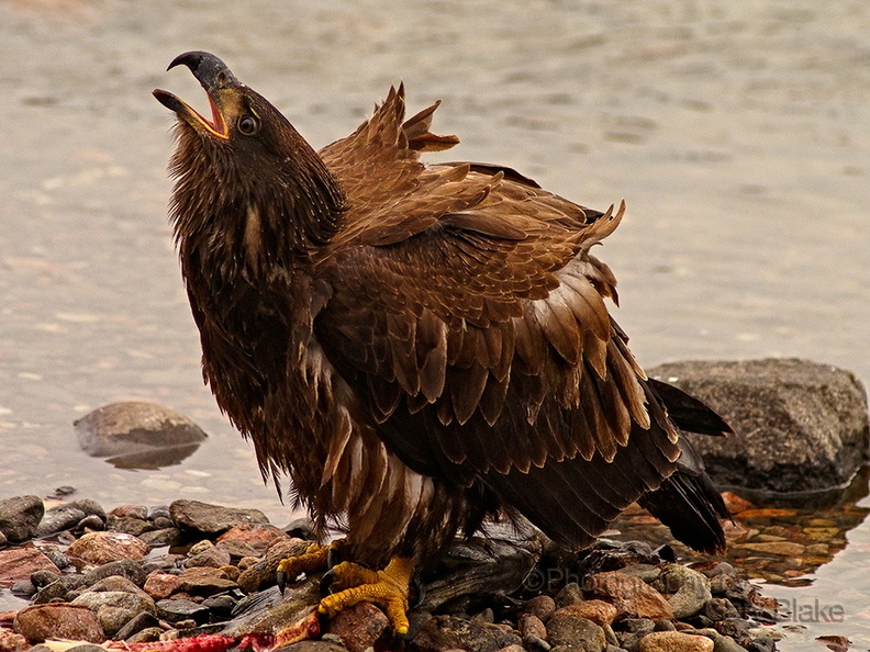 101720121529011adj.jpg