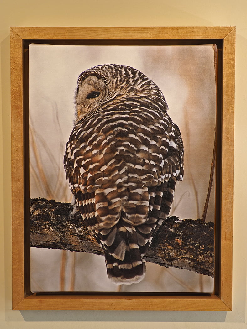 Framed canvas print, barred owl at sunset