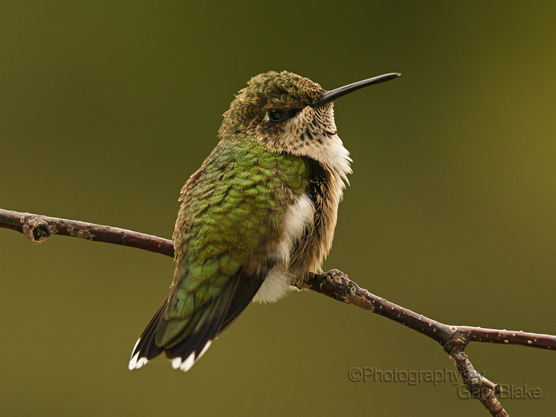 Juvenile male ruby throated hummingbird