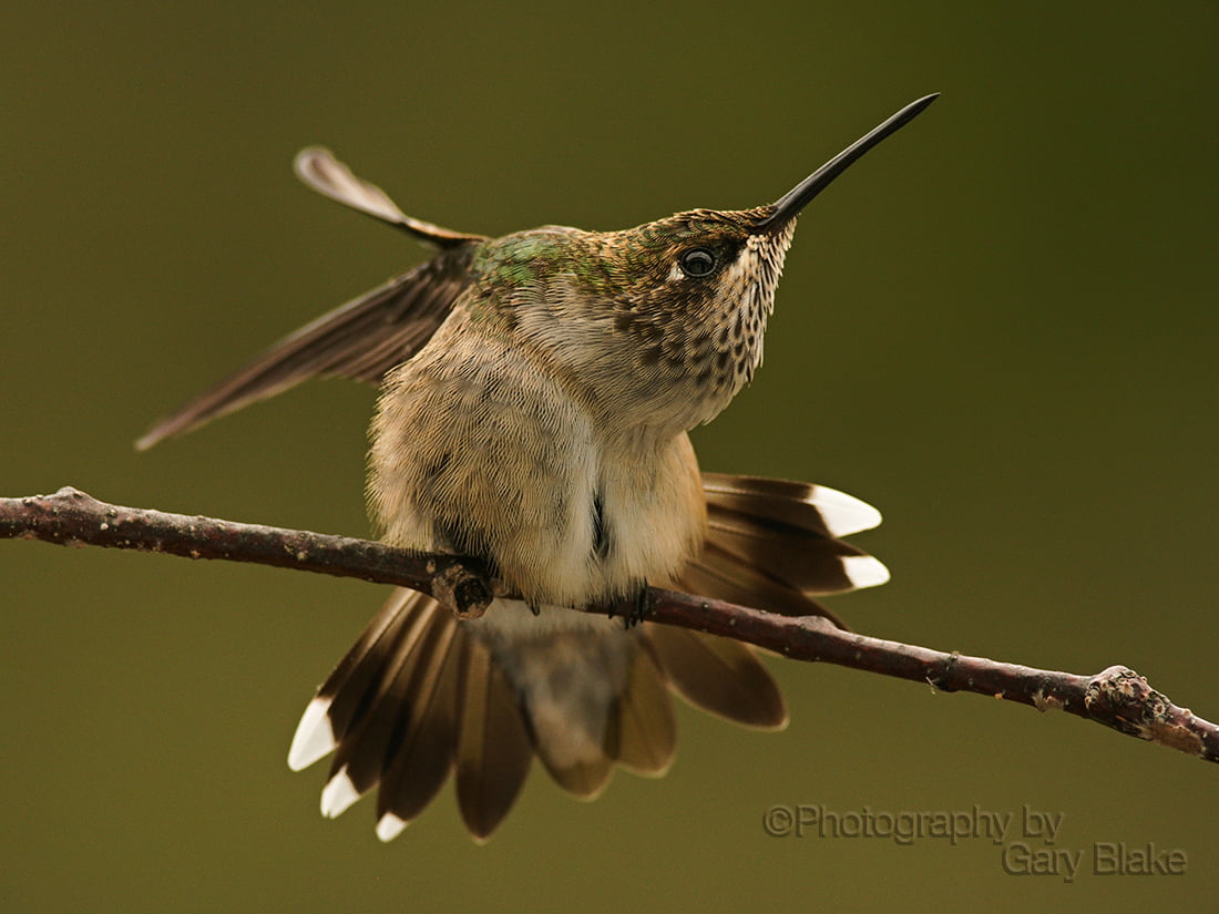 Juvenile male ruby throated hummingbird