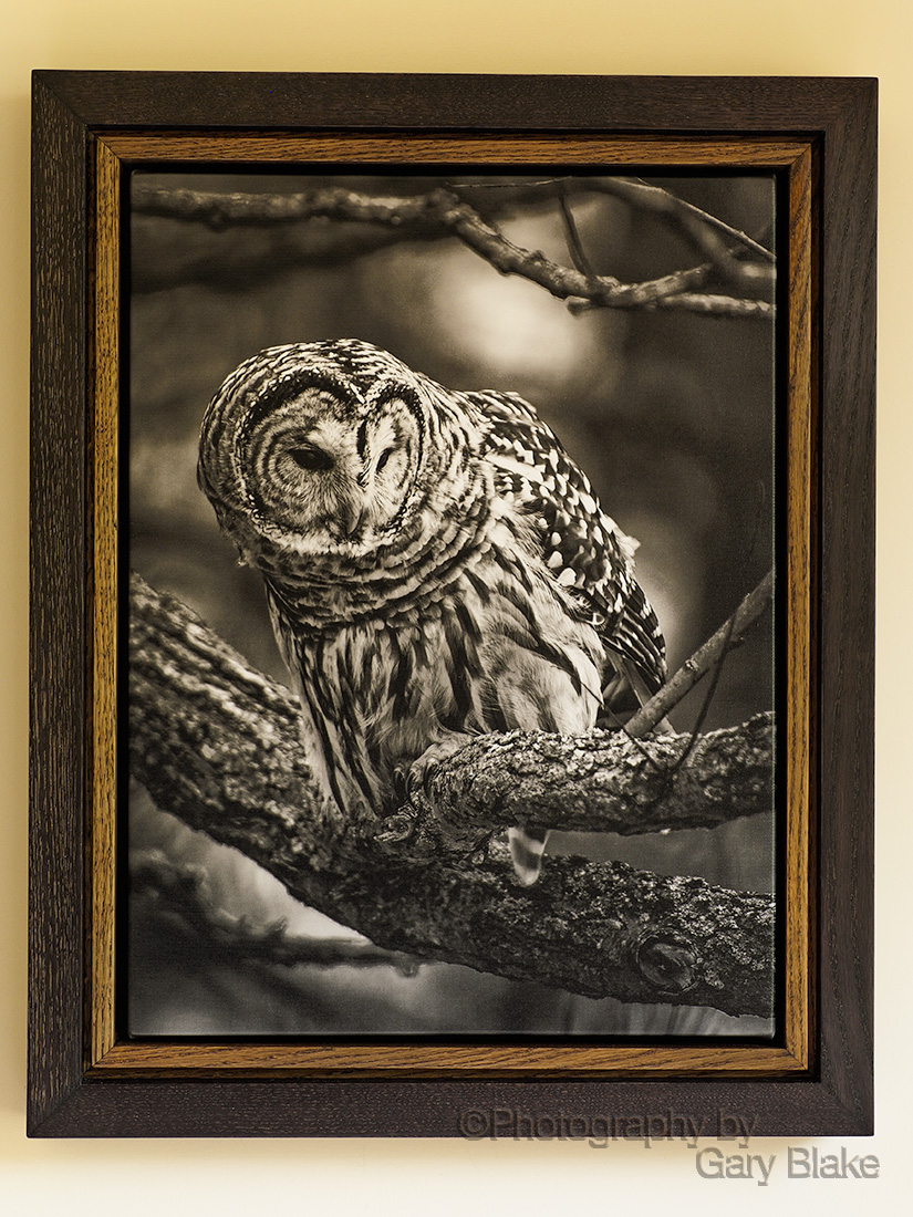 Barred owl, black and white on canvas, custom oak frame