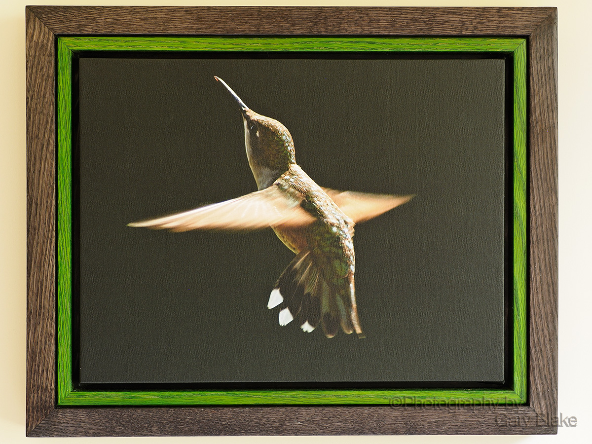 Hummingbird, Early Morning Light, on canvas, custom oak frame