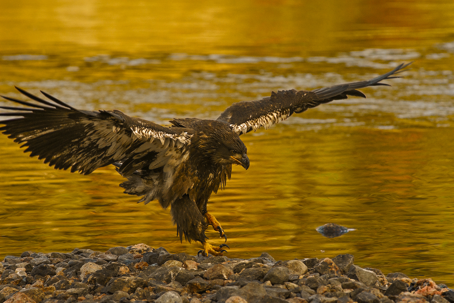 Juvenile bald eagle landing at sunset